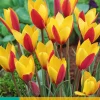 Bloembollen|Ecocheques|ohgreen 10 tulipa clusiana cynthia