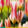 Bloembollen|Ecocheques|ohgreen 10 tulipa clusiana stellata
