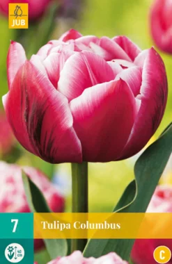 Bloembollen|Ecocheques|ohgreen 7 tulipa columbus