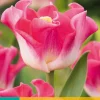 Bloembollen|Ecocheques|ohgreen 5 tulipa crown of dynasty