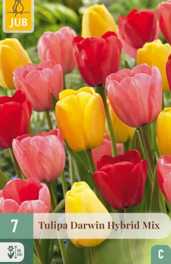 Bloembollen|Ecocheques|ohgreen 7 tulipa darwin hybride mix