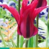 Bloembollen|Ecocheques|ohgreen 7 tulipa doll's minuet
