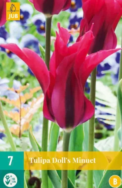 Bloembollen|Ecocheques|ohgreen 7 tulipa doll's minuet
