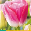Bloembollen|Ecocheques|ohgreen 7 tulipa dynasty