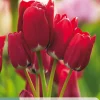 Bloembollen|Ecocheques|ohgreen 7 tulipa fiery club