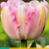 Bloembollen|Ecocheques|ohgreen 7 tulipa finola