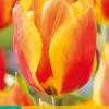 Bloembollen|Ecocheques|ohgreen 7 tulipa flair