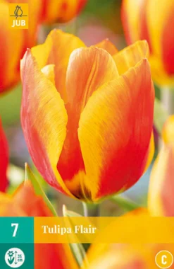 Bloembollen|Ecocheques|ohgreen 7 tulipa flair
