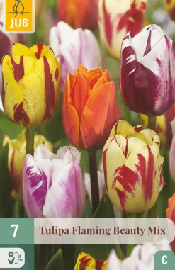 Bloembollen|Ecocheques|ohgreen 7 tulipa flaming beauty mix