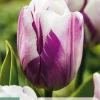 Bloembollen|Ecocheques|ohgreen 7 tulipa flaming flag