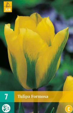 Bloembollen|Ecocheques|ohgreen 7 tulipa formosa