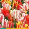 Bloembollen|Ecocheques|ohgreen 7 tulipa fun colours