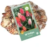 Bloembollen|Ecocheques|ohgreen 40 tulipa greigii mix