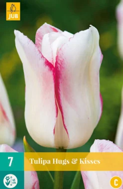 Bloembollen|Ecocheques|ohgreen 7 tulipa hugs & kisses