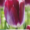Bloembollen|Ecocheques|ohgreen 7 tulipa kansas proud