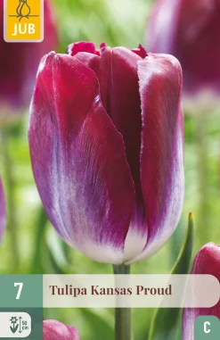 Bloembollen|Ecocheques|ohgreen 7 tulipa kansas proud