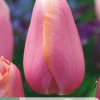 Bloembollen|Ecocheques|ohgreen 7 tulipa menton