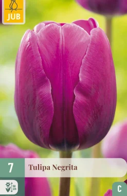Bloembollen|Ecocheques|ohgreen 7 tulipa negrita