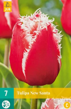 Bloembollen|Ecocheques|ohgreen 7 tulipa new santa