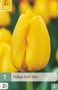 Bloembollen|Ecocheques|ohgreen 7 tulipa novi sun