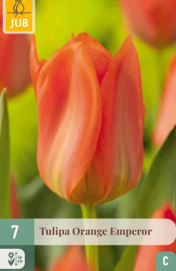 Bloembollen|Ecocheques|ohgreen 7 tulipa orange emperor