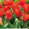 Bloembollen|Ecocheques|ohgreen 7 tulipa oriental beauty