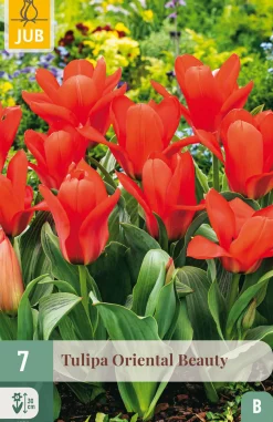 Bloembollen|Ecocheques|ohgreen 7 tulipa oriental beauty