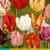 Bloembollen|Ecocheques|ohgreen 7 tulipa parkiet mix