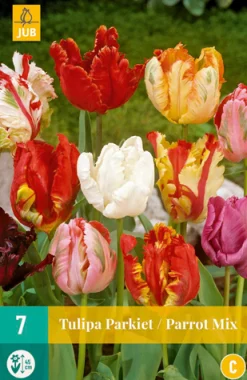 Bloembollen|Ecocheques|ohgreen 7 tulipa parkiet mix