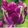Bloembollen|Ecocheques|ohgreen 7 tulipa parrot negrita