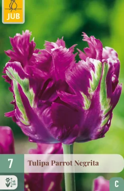 Bloembollen|Ecocheques|ohgreen 7 tulipa parrot negrita