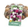 Bloembollen|Ecocheques|ohgreen 35 tulipa pastel mix
