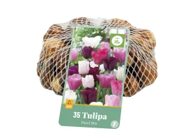 Bloembollen|Ecocheques|ohgreen 35 tulipa pastel mix