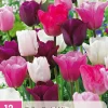 Bloembollen|Ecocheques|ohgreen 12 tulipa pastel mix