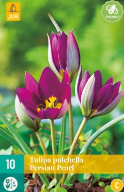 Bloembollen|Ecocheques|ohgreen 10 tulipa pulch. persian pearl