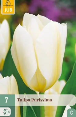 Bloembollen|Ecocheques|ohgreen 7 tulipa purissima