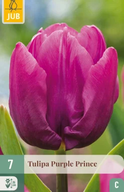 Bloembollen|Ecocheques|ohgreen 7 tulipa purple prince