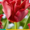 Bloembollen|Ecocheques|ohgreen 5 tulipa red dress