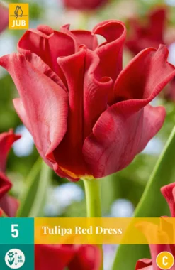 Bloembollen|Ecocheques|ohgreen 5 tulipa red dress