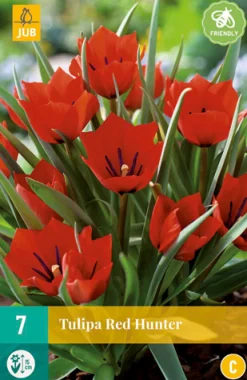 Bloembollen|Ecocheques|ohgreen 7 tulipa red hunter