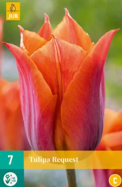 Bloembollen|Ecocheques|ohgreen 7 tulipa request