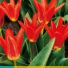 Bloembollen|Ecocheques|ohgreen 7 tulipa scarlet baby