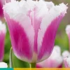 Bloembollen|Ecocheques|ohgreen 7 tulipa siesta