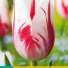 Bloembollen|Ecocheques|ohgreen 7 tulipa sorbet