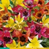 Bloembollen|Ecocheques|ohgreen 10 tulipa species mix