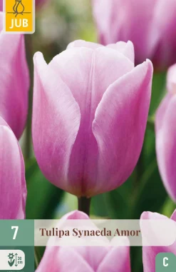 Bloembollen|Ecocheques|ohgreen 7 tulipa synaeda amor
