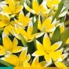 Bloembollen|Ecocheques|ohgreen 10 tulipa tarda