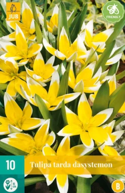 Bloembollen|Ecocheques|ohgreen 10 tulipa tarda