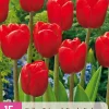 Bloembollen|Ecocheques|ohgreen 15 tulipa triumph rood
