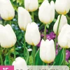 Bloembollen|Ecocheques|ohgreen 15 tulipa triumph wit
